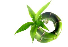 Samolepka flie 145 x 100  bamboo 3, 145 x 100 cm