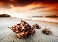 Samolepka flie 100 x 73  shell, 100 x 73 cm