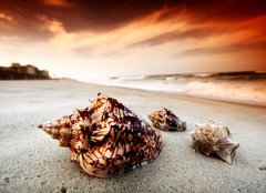 Fototapeta pltno 240 x 174, 11643638 - shell