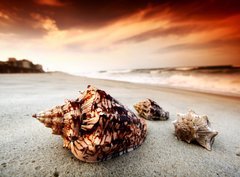 Fototapeta pltno 330 x 244, 11643638 - shell