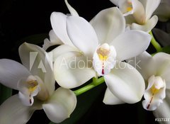 Samolepka flie 100 x 73, 117121743 - Orchid flowers over black (Cymbidium sp) - Orchid kvtiny pes ern (Cymbidium sp)