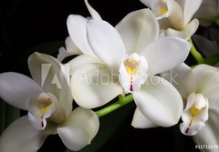 Fototapeta184 x 128  Orchid flowers over black (Cymbidium sp), 184 x 128 cm