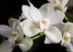 Samolepka fólie 200 x 144, 117121743 - Orchid flowers over black (Cymbidium sp) - Orchid květiny přes černé (Cymbidium sp)