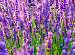 Fototapeta vliesov 100 x 73, 117193002 - Blooming lavender in a field at Provence - Kvetouc levandule na poli v Provence