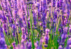 Samolepka flie 145 x 100, 117193002 - Blooming lavender in a field at Provence