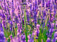 Fototapeta vliesov 270 x 200, 117193002 - Blooming lavender in a field at Provence - Kvetouc levandule na poli v Provence