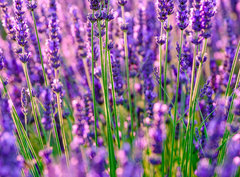 Fototapeta pltno 330 x 244, 117193002 - Blooming lavender in a field at Provence - Kvetouc levandule na poli v Provence