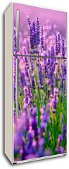 Samolepka na lednici fólie 80 x 200, 117193002 - Blooming lavender in a field at Provence - Kvetoucí levandule na poli v Provence