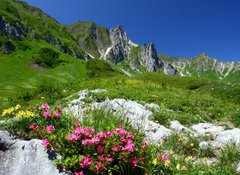 Samolepka fólie 100 x 73, 11754961 - spring in the alps - jaro v Alpách
