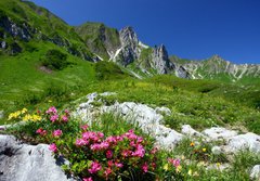 Fototapeta papr 184 x 128, 11754961 - spring in the alps