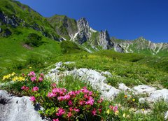 Samolepka flie 200 x 144, 11754961 - spring in the alps