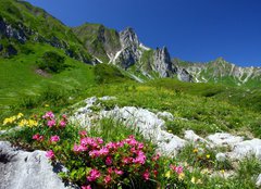 Fototapeta papr 254 x 184, 11754961 - spring in the alps