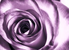 Fototapeta100 x 73  Purple rose, 100 x 73 cm