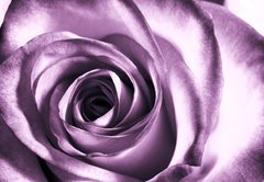 Fototapeta vliesov 145 x 100, 11865044 - Purple rose