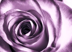Fototapeta plátno 160 x 116, 11865044 - Purple rose - Fialová růže