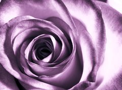 Samolepka flie 270 x 200, 11865044 - Purple rose - Fialov re