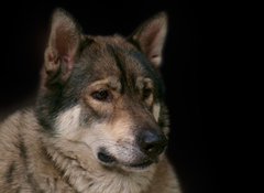 Samolepka flie 100 x 73  Wolf / Portrait of wolf on black background., 100 x 73 cm