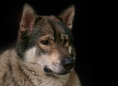Fototapeta160 x 116  Wolf / Portrait of wolf on black background., 160 x 116 cm