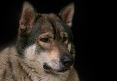 Fototapeta174 x 120  Wolf / Portrait of wolf on black background., 174 x 120 cm