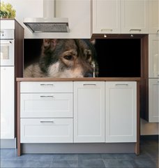 Fototapeta do kuchyn flie 180 x 60  Wolf / Portrait of wolf on black background., 180 x 60 cm