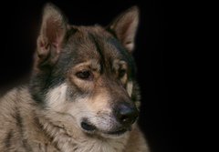 Fototapeta184 x 128  Wolf / Portrait of wolf on black background., 184 x 128 cm