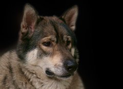 Fototapeta254 x 184  Wolf / Portrait of wolf on black background., 254 x 184 cm