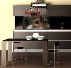 Fototapeta do kuchyn flie 260 x 60  Wolf / Portrait of wolf on black background., 260 x 60 cm