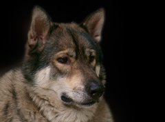 Fototapeta330 x 244  Wolf / Portrait of wolf on black background., 330 x 244 cm
