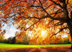 Fototapeta pltno 240 x 174, 119517756 - Schne Eiche auf Wiese bei untergehender Sonne im Herbst
