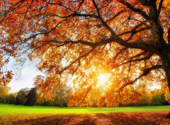 Fototapeta papír 360 x 266, 119517756 - Schne Eiche auf Wiese bei untergehender Sonne im Herbst
