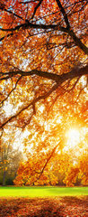 Samolepka na dveře fólie 90 x 220, 119517756 - Schne Eiche auf Wiese bei untergehender Sonne im Herbst