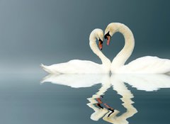 Fototapeta vliesov 100 x 73, 12112158 - Love Swans