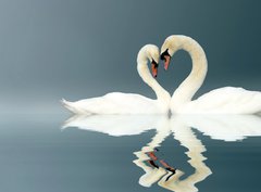 Fototapeta330 x 244  Love Swans, 330 x 244 cm