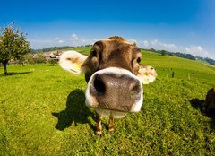 Fototapeta papr 160 x 116, 12161213 - cow, funny fisheye nose close up - krva, legran ryb oko zblzka