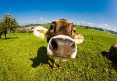 Fototapeta pltno 174 x 120, 12161213 - cow, funny fisheye nose close up - krva, legran ryb oko zblzka