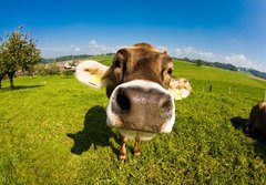 Fototapeta184 x 128  cow, funny fisheye nose close up, 184 x 128 cm