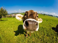 Fototapeta pltno 330 x 244, 12161213 - cow, funny fisheye nose close up