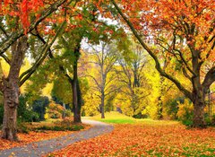 Samolepka flie 100 x 73  Park im Herbst in freundlich warmen Farben, 100 x 73 cm