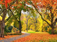 Fototapeta330 x 244  Park im Herbst in freundlich warmen Farben, 330 x 244 cm