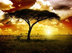 Fototapeta vliesov 100 x 73, 12197040 - Africa Sunset