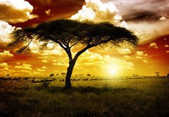 Fototapeta145 x 100  Africa Sunset, 145 x 100 cm