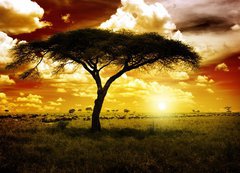 Fototapeta vliesov 200 x 144, 12197040 - Africa Sunset