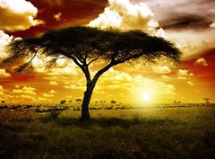 Fototapeta360 x 266  Africa Sunset, 360 x 266 cm
