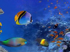 Samolepka flie 270 x 200, 122000347 - Sea corals. Panorama