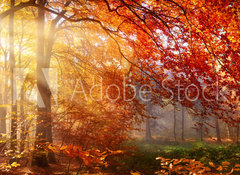 Samolepka flie 100 x 73, 122248477 - Herbst im Wald, mit Lichtstrahlen im Nebel und rotem Laub