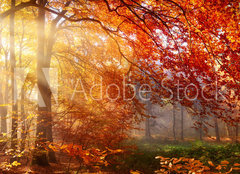 Fototapeta papr 160 x 116, 122248477 - Herbst im Wald, mit Lichtstrahlen im Nebel und rotem Laub