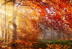Fototapeta pltno 174 x 120, 122248477 - Herbst im Wald, mit Lichtstrahlen im Nebel und rotem Laub