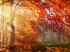 Samolepka flie 270 x 200, 122248477 - Herbst im Wald, mit Lichtstrahlen im Nebel und rotem Laub