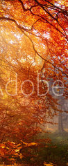 Samolepka na dvee flie 90 x 220, 122248477 - Herbst im Wald, mit Lichtstrahlen im Nebel und rotem Laub