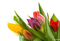 Samolepka flie 145 x 100, 12262368 - colored flowers